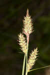 Buxbaum's sedge